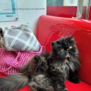 애드펫동물병원 이미지