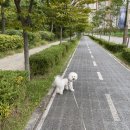 루루바이오 | 반려동물과 함께 사는 집, 안전한 해충제 ‘바이오킬’ 사용 후기