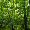 고요정원 이미지