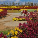 시래기코다리찜 이미지