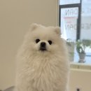 그루머 댄 이미지