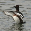 오리천국 이미지