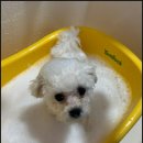 부산애견호텔 애견유치원 맘바이 부산북구점 이미지