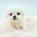 야옹아 멍멍해봐 미용실 | 홍성강아지분양 가족을 찾은 야옹아 멍멍해봐