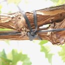 닻밭 | 가지유인 닻밴드로 과수원과 채소밭 관리가 쉬워진다! 실사용 후기