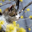 고양이를 사랑하는 남자 이미지