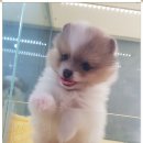 하나애견샵 이미지