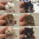 패러그린샵 동래점 | 부산 햄스터 분양｜골든 햄스터 분양 패러그린샵 동래점 ｜렉스 햄스터, 세피아, 블랙 베어 햄스터