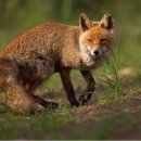 Red Fox