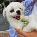 까네지노 이미지