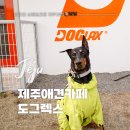 도그렉스 이미지