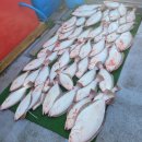 마린스타 이미지