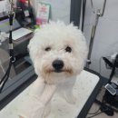 러블리애견미용실 이미지