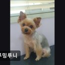 그루밍 루니 이미지