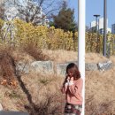 씨드느와