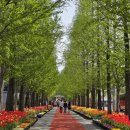 (주)이-글벳 | 충남 아산 가볼만한 곳 | 아산 피나클랜드 수목원 다녀온 후기 입장료 주차장 봄꽃 축제 불꽃축제 일정