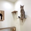 몽실캣 이미지