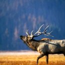 오토카뱅크 이미지