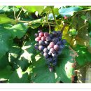 추풍령모텔 이미지