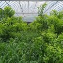 회인초등학교 이미지