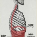 코어강화 필라테스 이미지