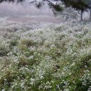 영평참맛 이미지