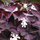 꽃이 피고 비가 내리면 이미지