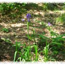 한붓꽃그림 이미지