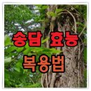 송담 효능 복용법 부작용 이미지