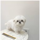 수아펫