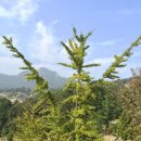 진국해장국과 북어국 이미지