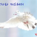 평화 Daum카페