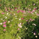 감나무집보리밥 이미지