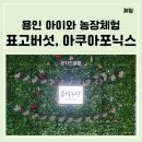 하늘표고버섯 | 용인 은하농장 표고버섯 수확, 아쿠아포닉스 체험 TMI 후기