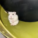 오타쿠