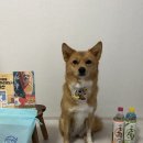 멍소담 이미지