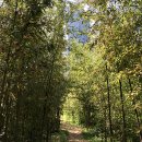 대나무숲길 이미지