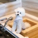 세인트존스 동물병원 이미지