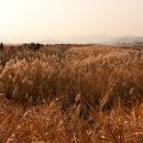 순천만 갈대밭 이미지