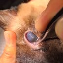 고양이눈 이미지