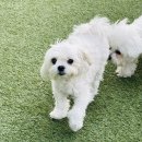 귀여워, 댕댕이 | [가평 반려견 동반 숙소] 가평 댕댕이 애견 펜션 그린 내돈내산 추천