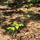 산삼수산 이미지