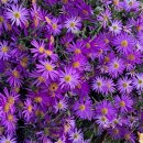 환타지아 이미지