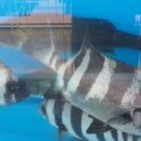 풍성한횟집 이미지