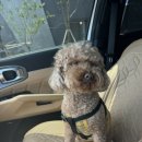 봉쥬르 밀크숑 이미지