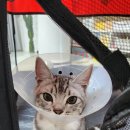 다솜동물메디컬센터 금정점 이미지