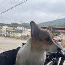 농가 | [경기/포천] 애견동반 식당 농가의식탁 후기_내돈내산