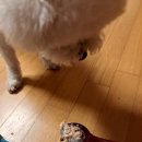 오늘도멍냥 이미지