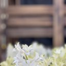 동송랜드 | 고석정 꽃밭 방문 주말 놀거리 철원 명소 국내 여행지 추천