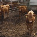 횡성한우 이미지